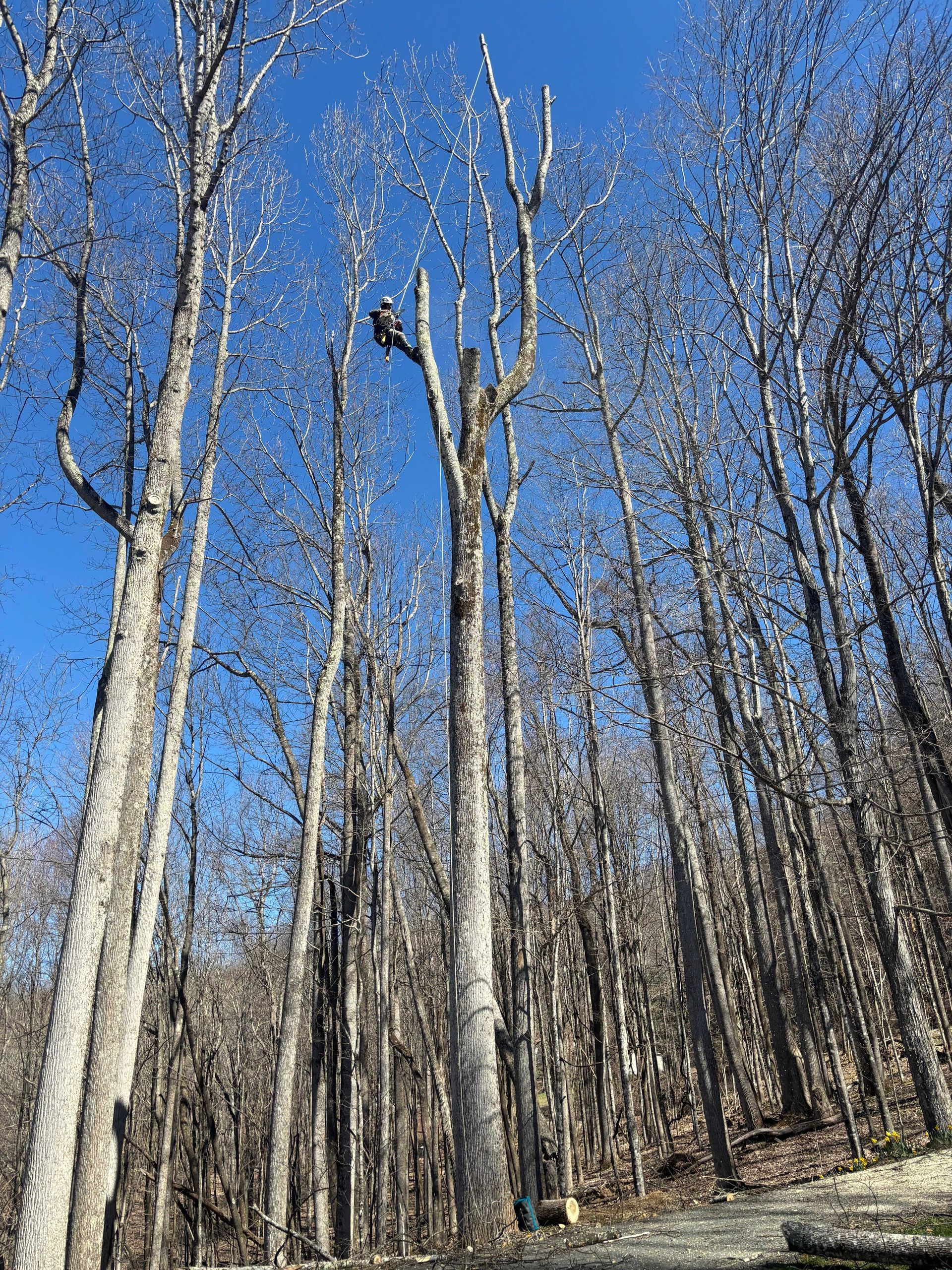 Leafless trees in a winter forest under a bright blue sky