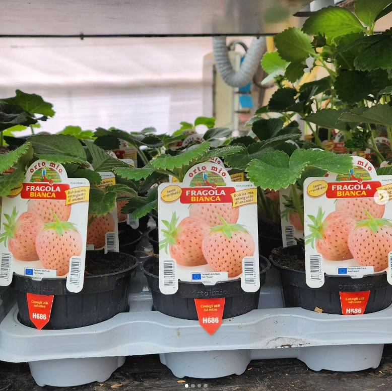 piante fragola 