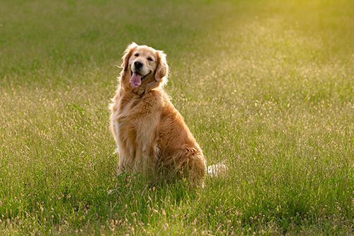 pet Directory