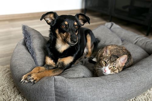 Charlie & Whiskers