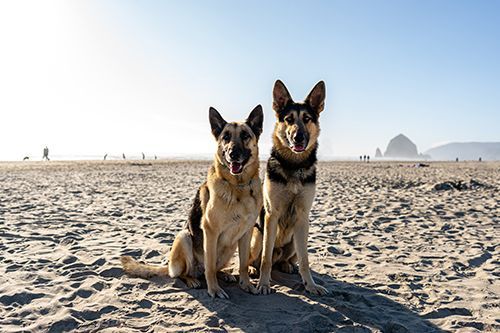 Max & Duke