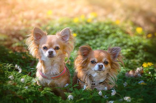 Bella & Coco
