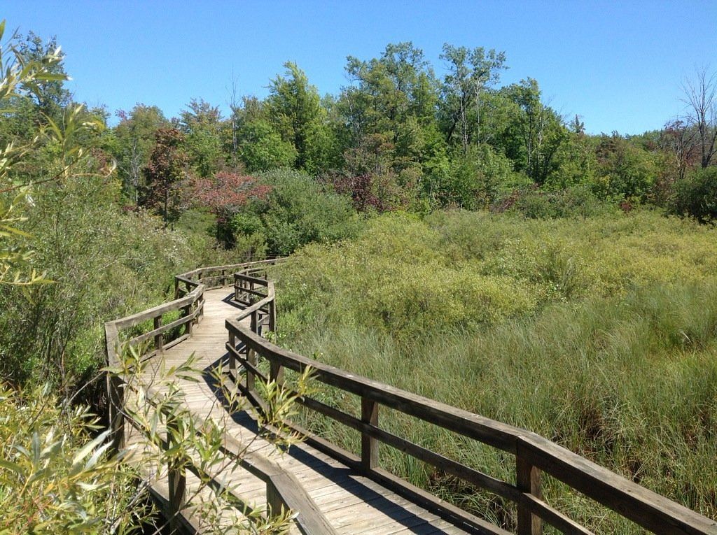 Wooden boardwalk winding through tall marsh grass and greenery under a blue sky.