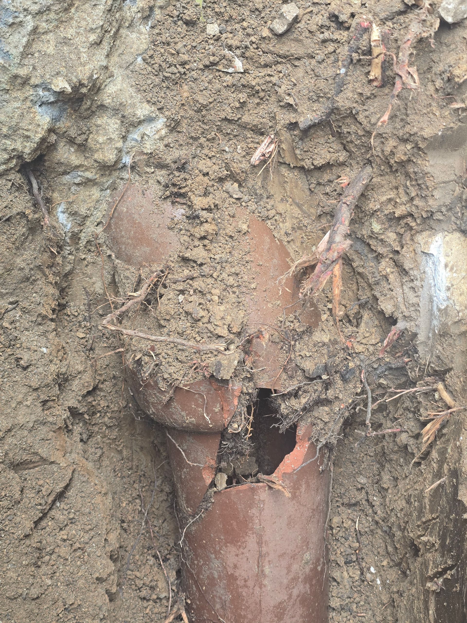 A fractured, brown clay pipe partially covered in dirt and tree roots, exposed in a trench.