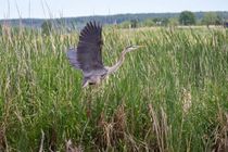 White egret standing on a log in a calm body of water, reflecting its image. Tall grasses line the background.