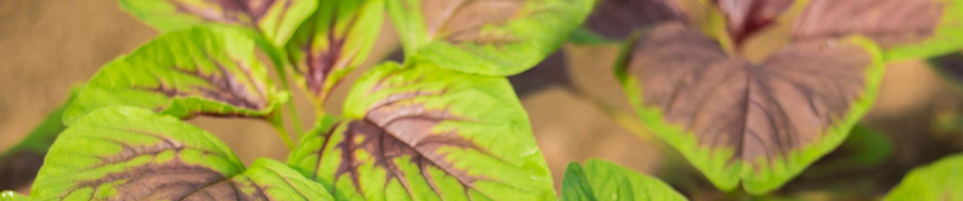 A close up of a plant with green and purple leaves.