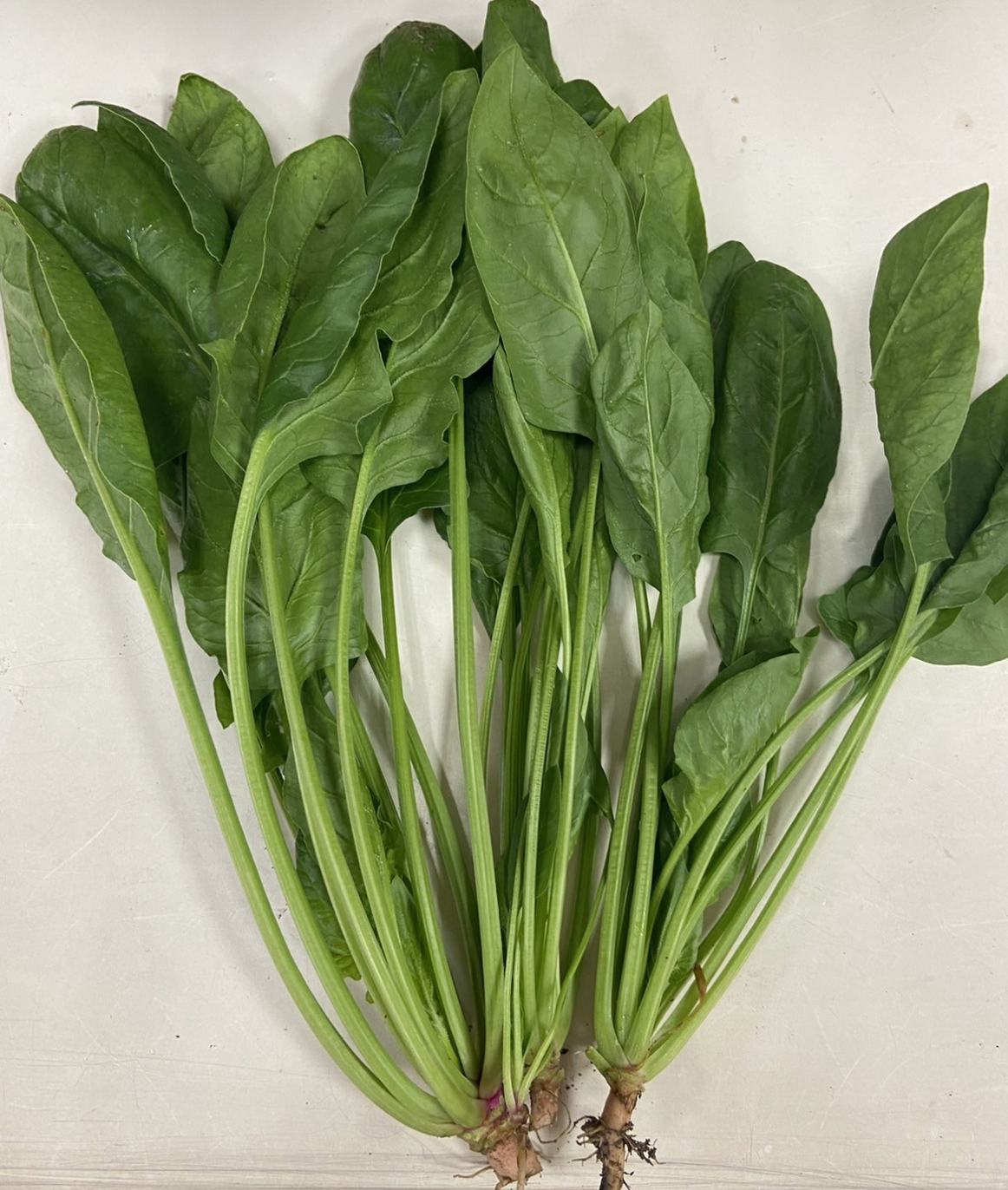 菠菜