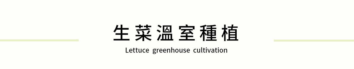 Lettuce Greenhouse Cultivation