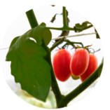A close up of a tomato plant with tomatoes growing on it.