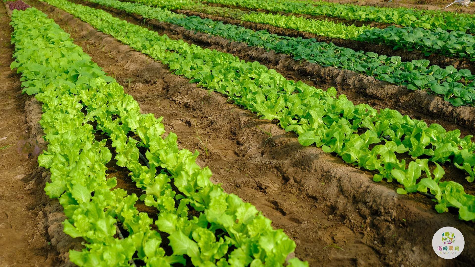 A row of lettuce plants growing in a field.
