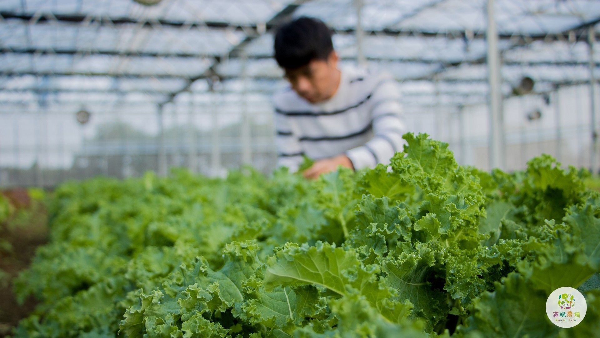 A man is picking lettuce in a greenhouse.