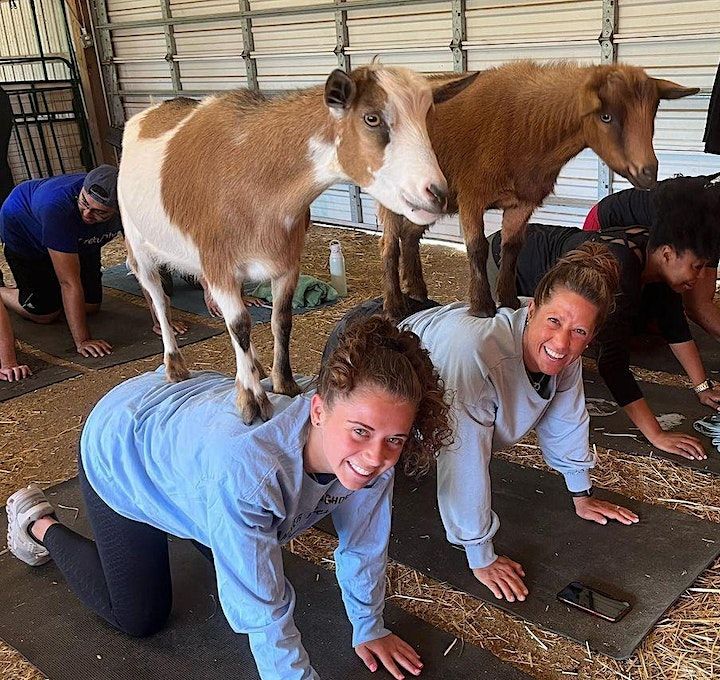A group of people are doing yoga with goats in the background