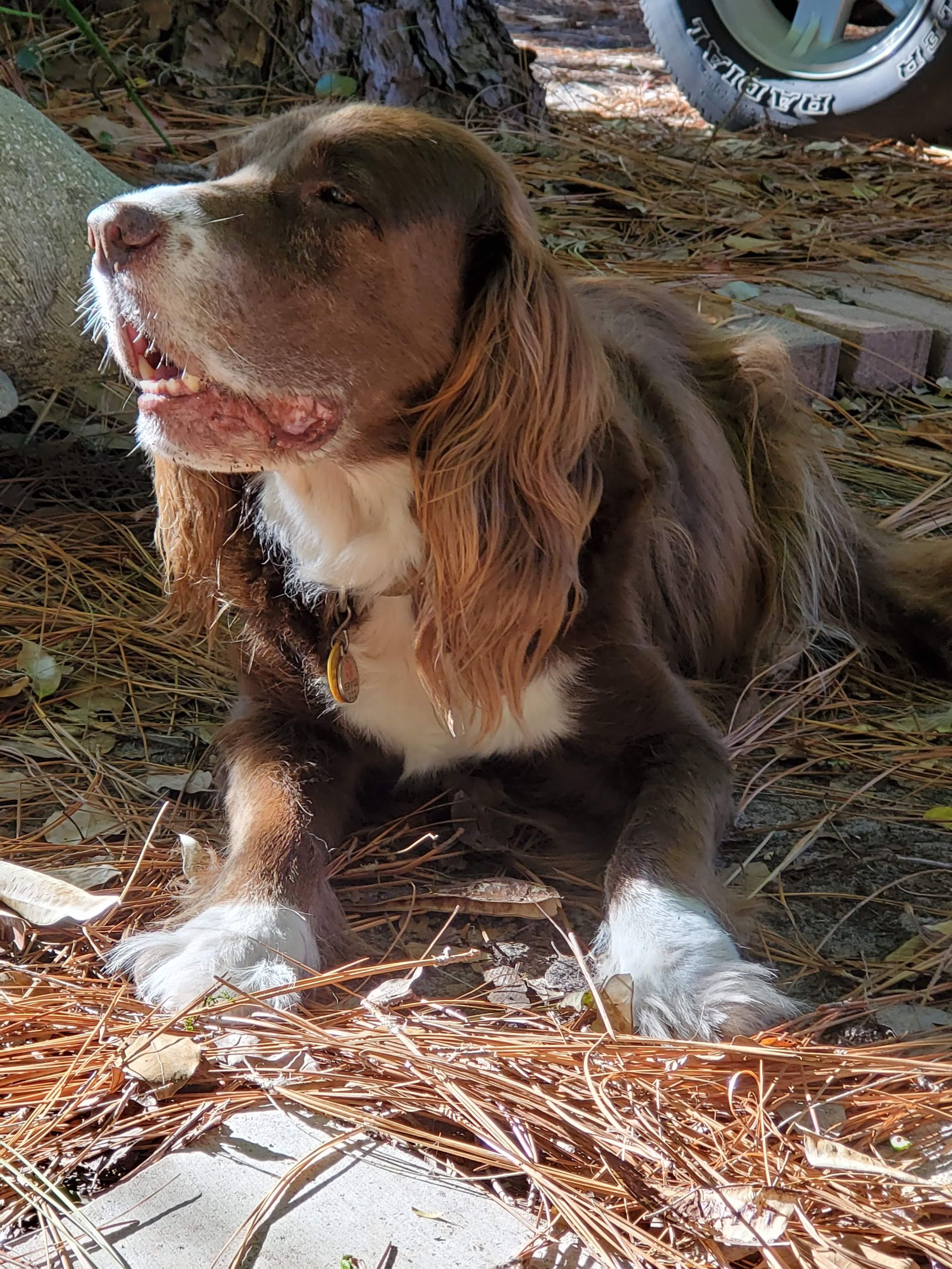 Brown-and-white spaniel sitting outdoors on pine needles, looking left in bright sunlight