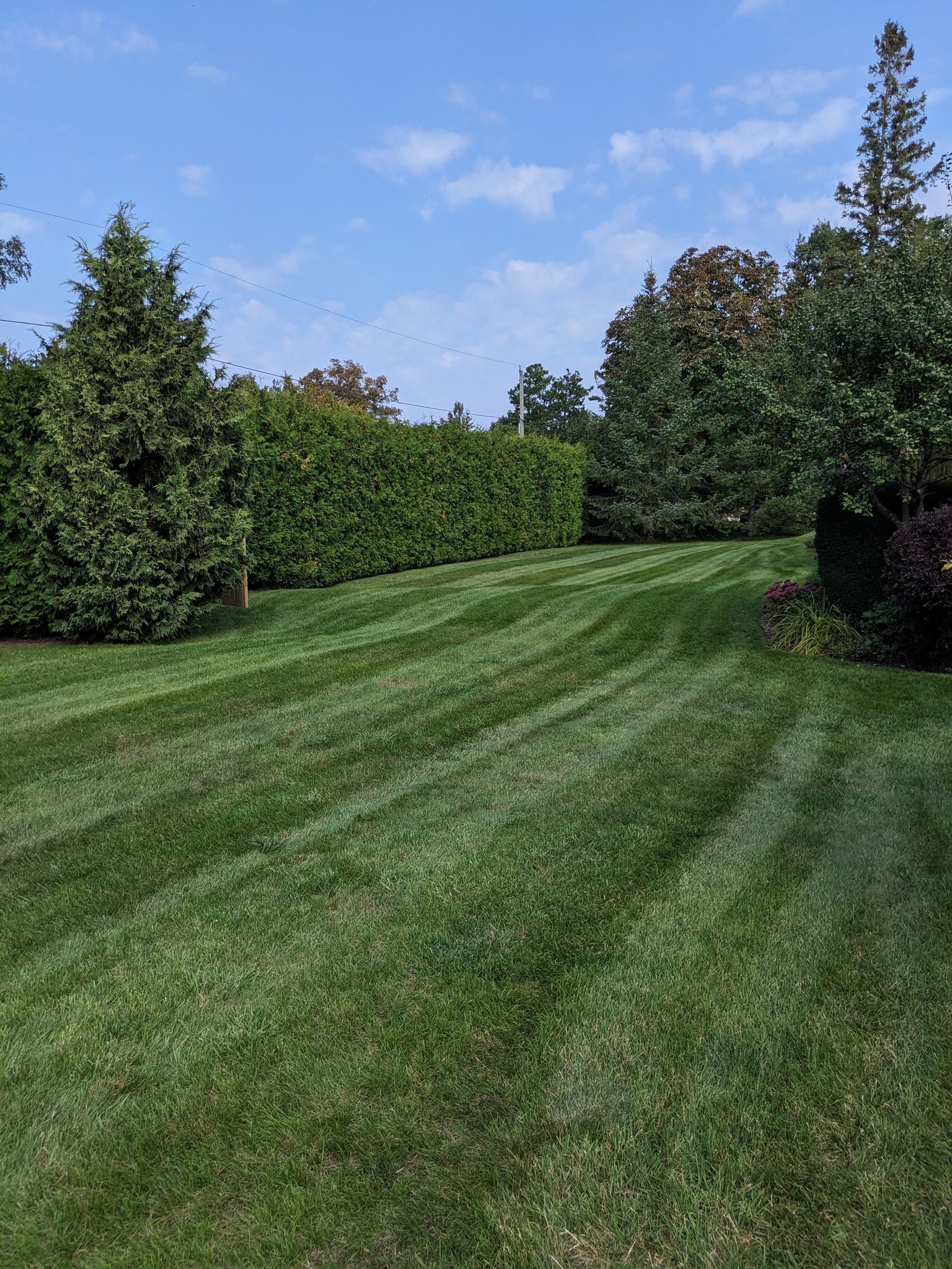 A lush green lawn is surrounded by trees and bushes on a sunny day.
