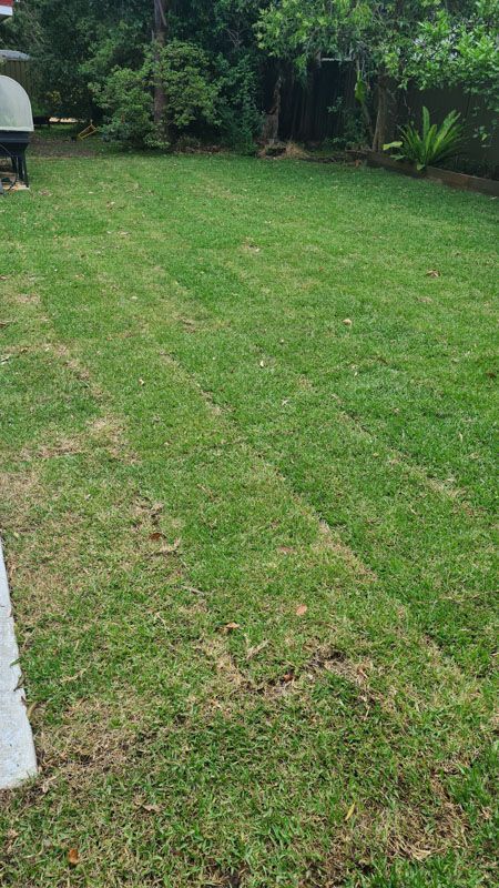 A large lush green lawn in a backyard with trees in the background.