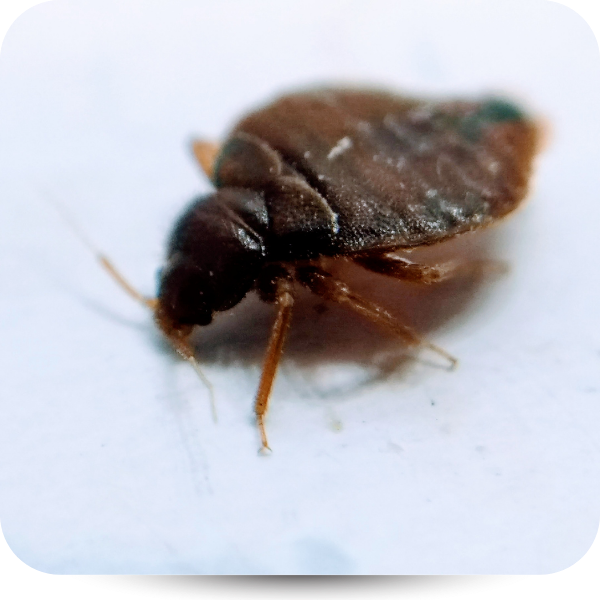 Close-up of a small brown insect with wings, on a white surface.