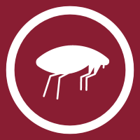 White cockroach silhouette inside a white circle on a maroon background
