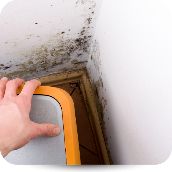 Hand inspecting black mold growing in a corner behind an orange dehumidifier