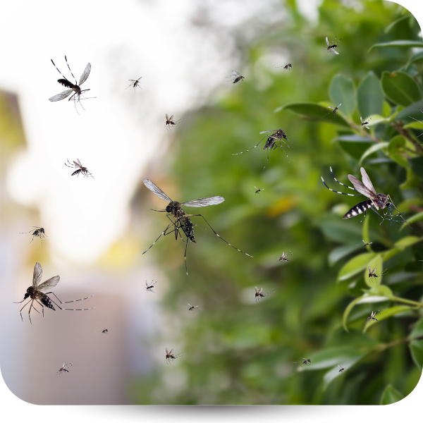 Mosquitoes flying around green leaves in a sunlit garden
