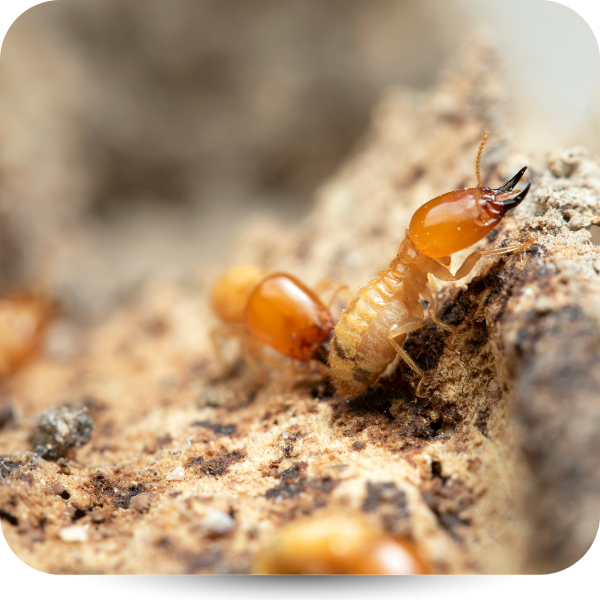 Close-up of a small orange insect on a sandy surface, with its head raised near a crack