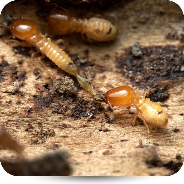 Two termites with orange heads on wood, facing each other near a small tunnel opening