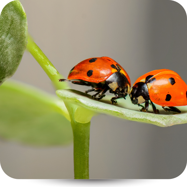 Two orange ladybugs on a green leaf, facing each other