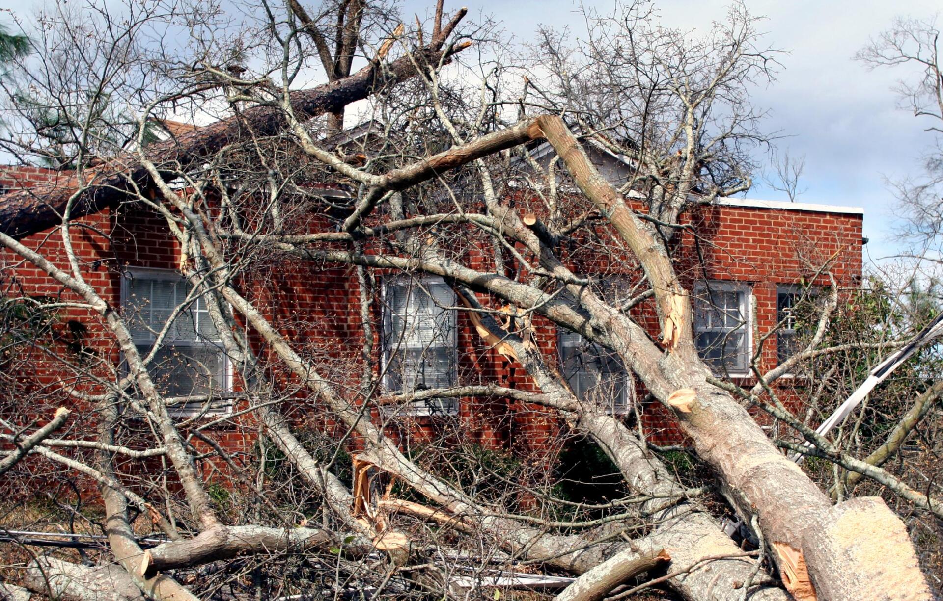 trees feel down in the house