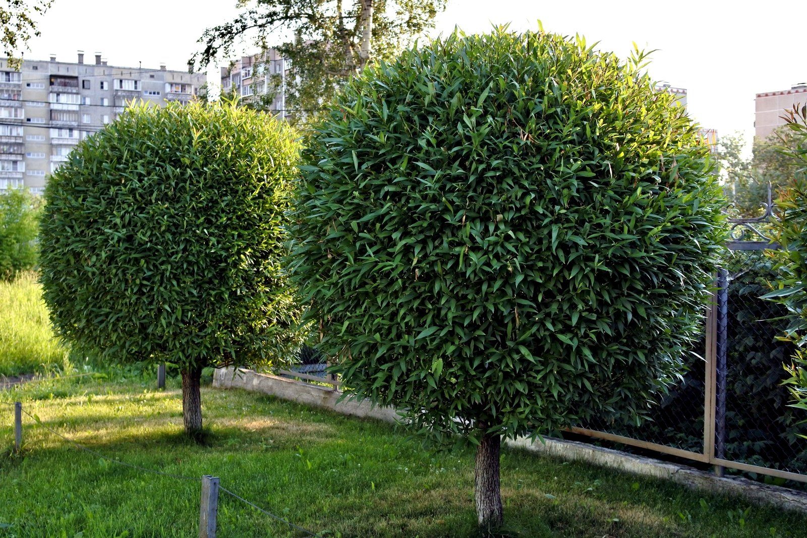 two round trees in the lawn