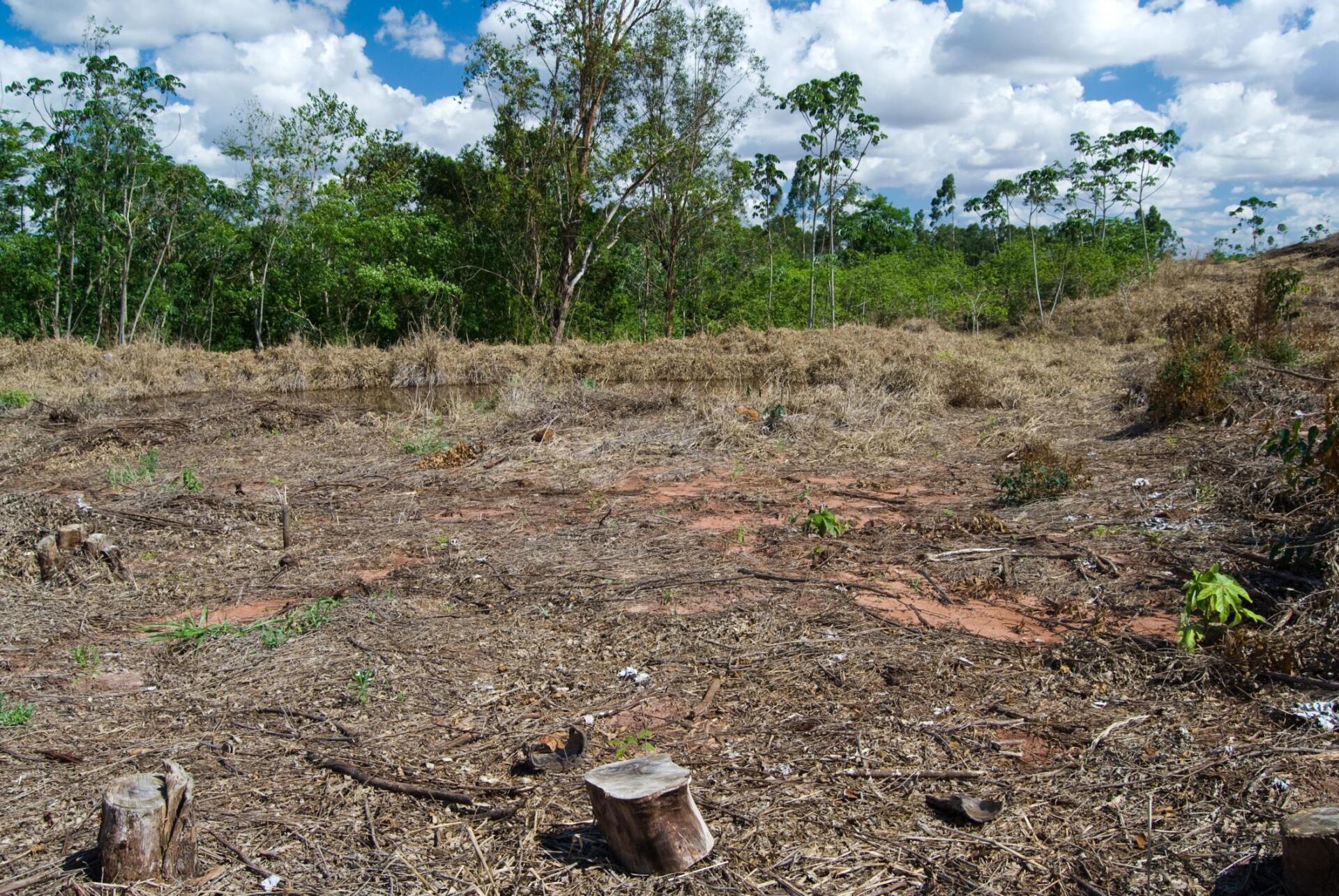 land with green trees