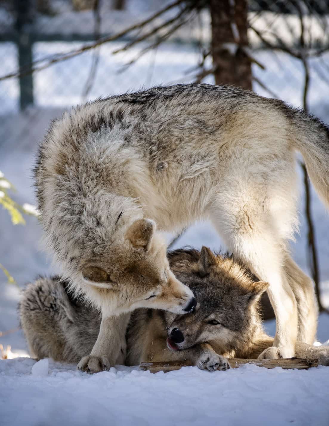 Two grey wolves nuzzling in the snow at LUPO Wolf Sanctuary in Québec.