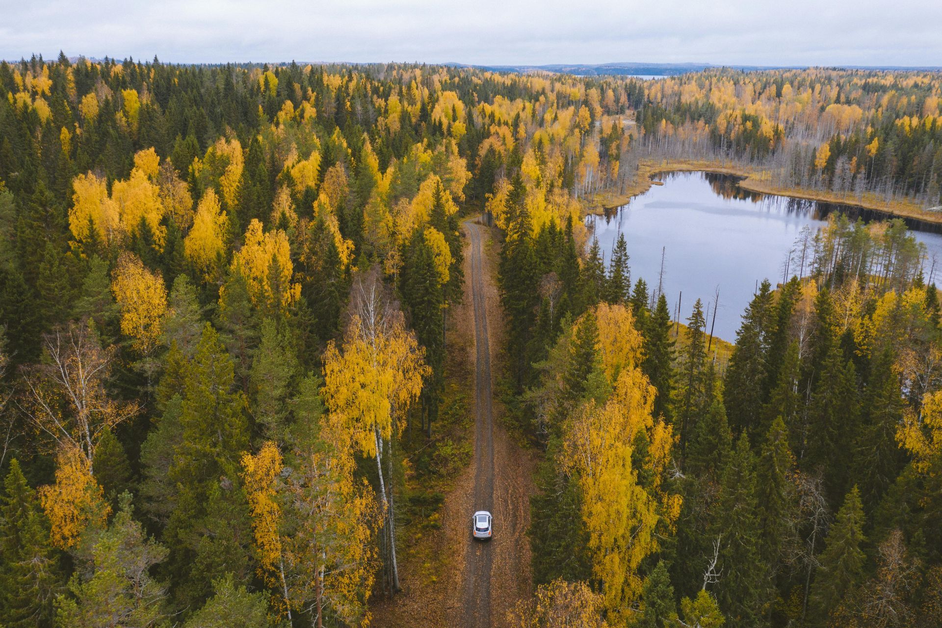 Autumn picture of a forest