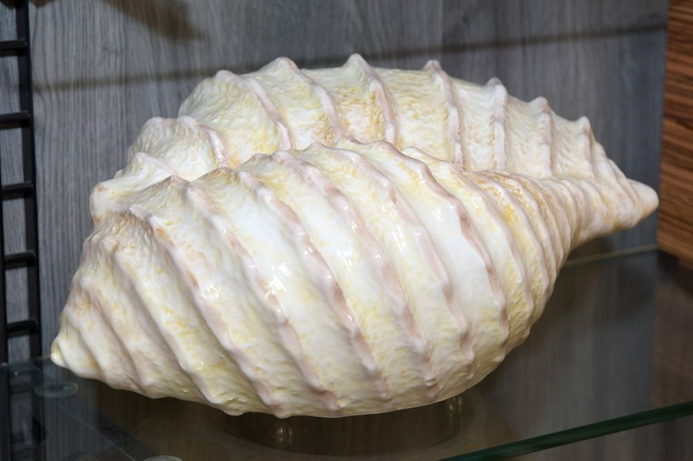 conchiglia