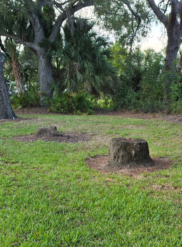 Fibrous Palm tree stump with chips surrounding the base