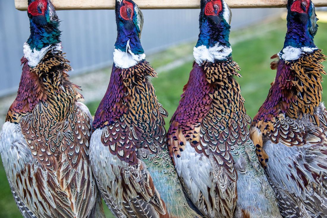 ND Pheasant Hunting