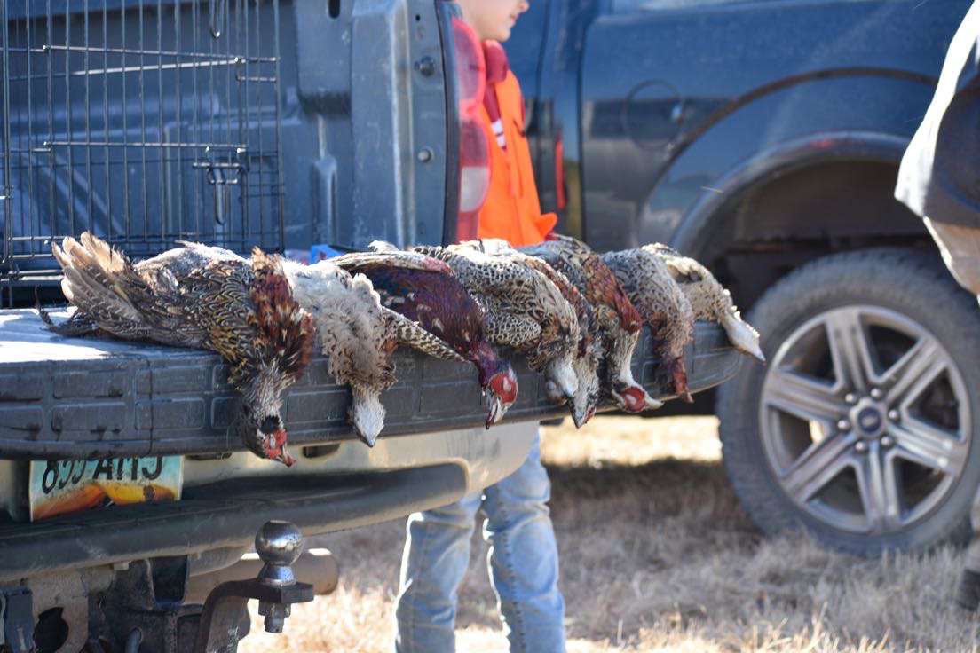 North Dakota pheasant hunting