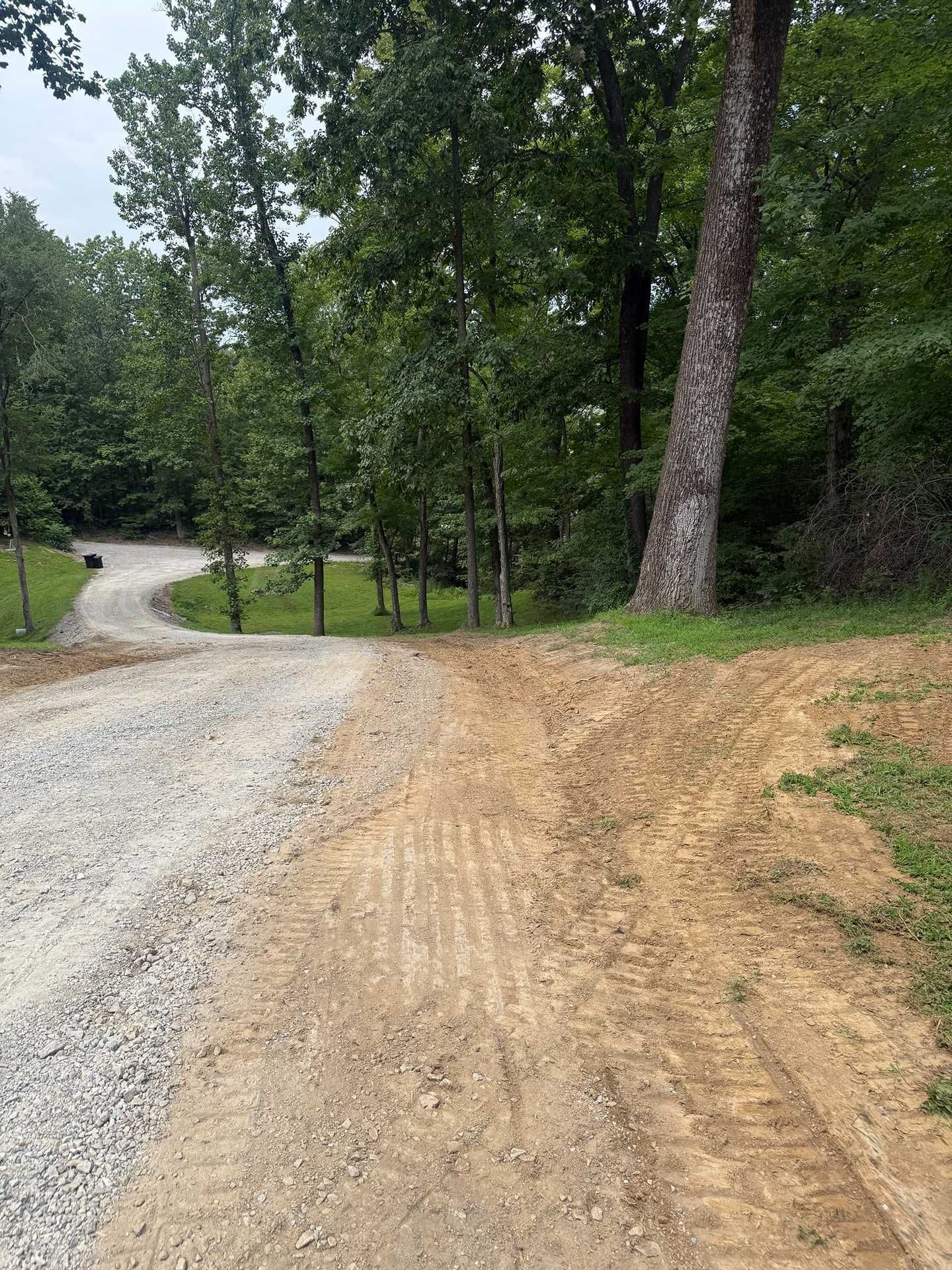 Gravel and dirt path curving through a wooded area beside a tall tree and grass embankment