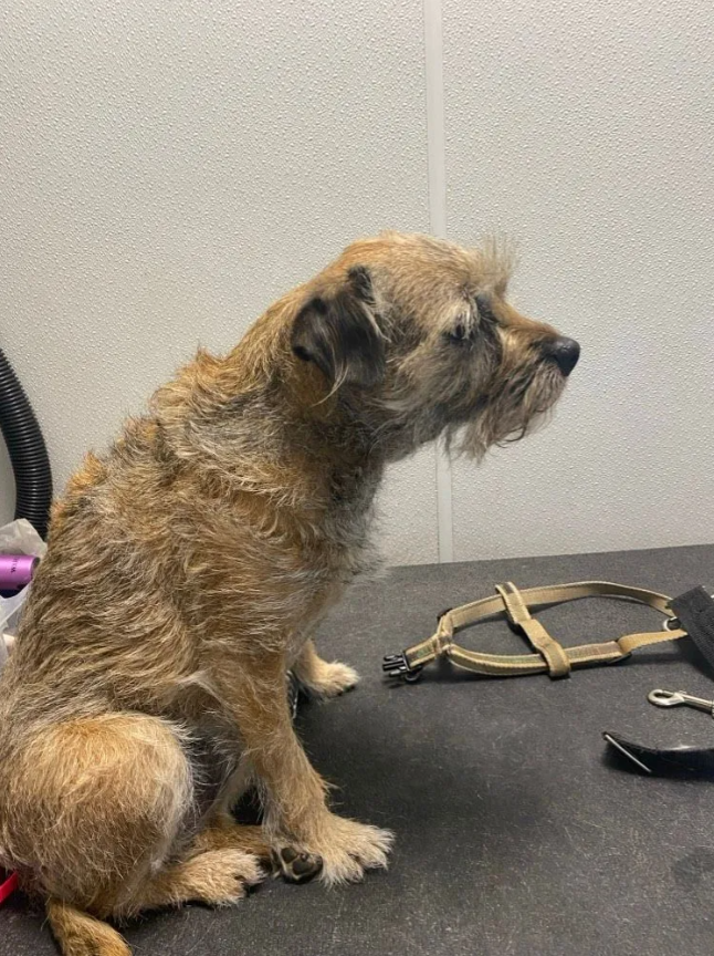 Small brown dog sitting on a grooming table, facing right, with a leash and grooming tools nearby
