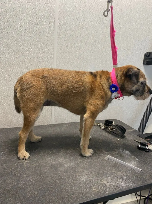 Brown dog standing on a grooming table with a pink leash in a vet or grooming room