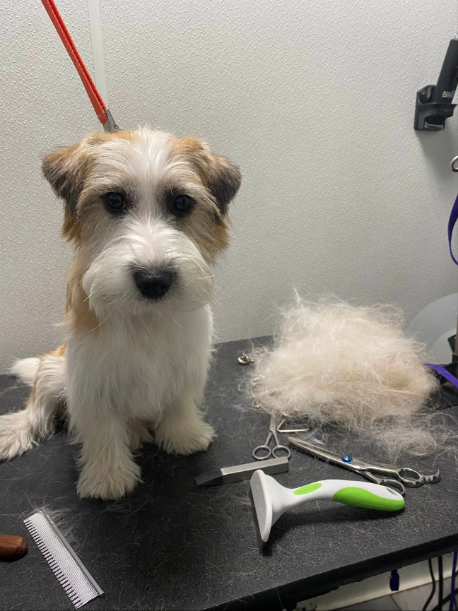 Small white-brown dog sitting on a grooming table beside clippers, brush, and loose fur