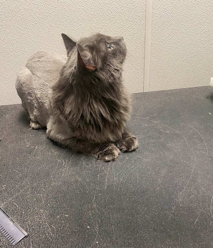 Gray cat with long fur sitting on a dark tabletop, looking upward near a textured wall.
