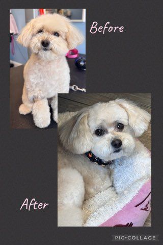 Before-and-after collage of a fluffy cream dog grooming change, standing and then lying down.