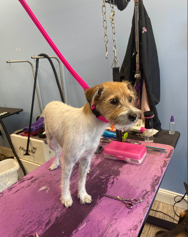 Small brown-and-white dog standing on a grooming table with pink tools in a pet salon