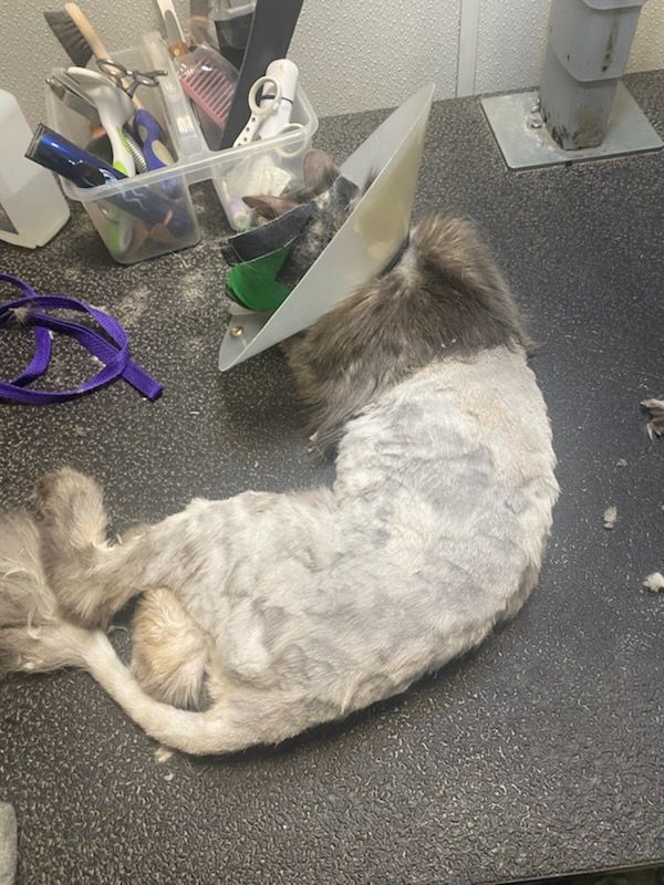 Gray and white cat curled up asleep on a desk beside pens and tools