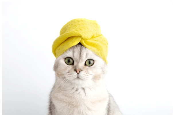 White cat wearing a bright yellow towel turban on a plain white background