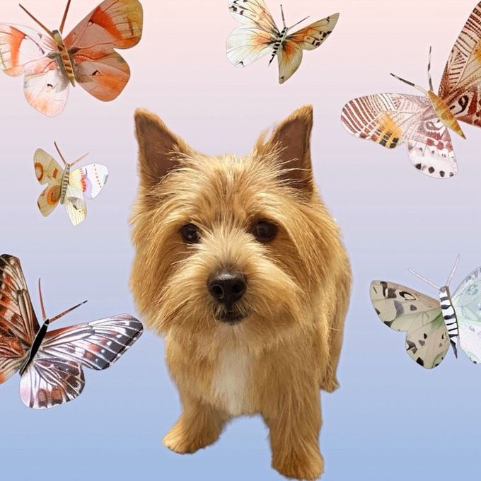 Small tan dog surrounded by colorful butterflies on a pastel pink-to-blue background