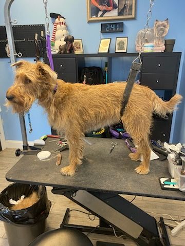 Small scruffy tan dog standing on a grooming table in a pet salon