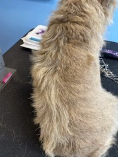 Fluffy tan cat sitting on a black table with grooming tools nearby