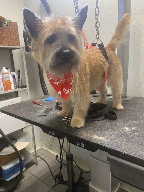 Small terrier on a grooming table, wearing a red bandana in a pet salon.