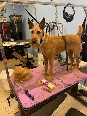 Tan terrier standing on a grooming table in a pet salon, surrounded by clippers and grooming tools.