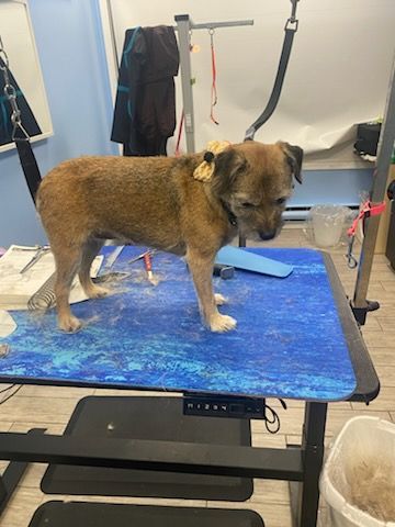 Brown dog standing on a blue grooming table in a pet grooming salon